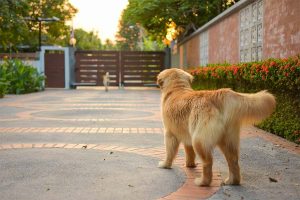 pies stróżujący stoi na działce i patrzy na bramy